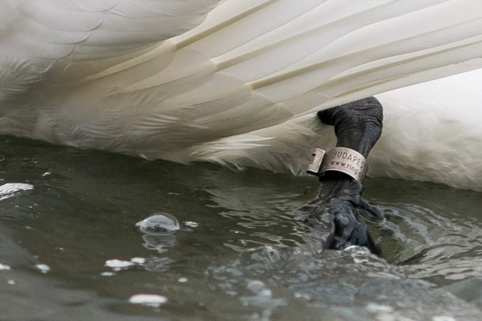 Королівські лебеді прилетіли до Ужгорода з Будапешта – 03