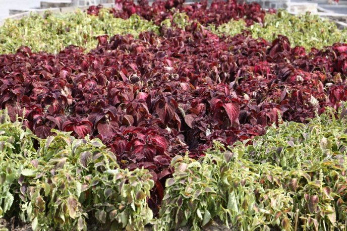 У центрі Мукачева висадили сотні квітів – 05