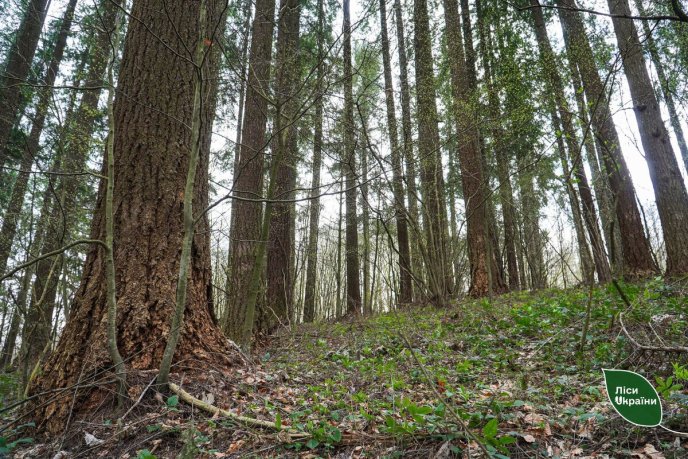 На Закарпатті росте найвище дерево у Східній Європі – 04