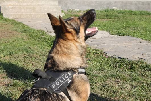 Німецька вівчарка Злата виявила у багажнику автомобіля гранатомет – 02