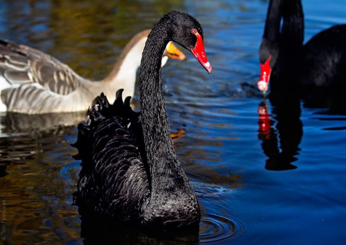 На фермі біля Мукачева живуть чорні лебеді неймовірної краси (ФОТО) – 06