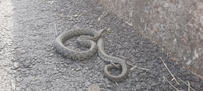 Виповзла на велодоріжку: на набережній Мукачева сфотографували змію – 01