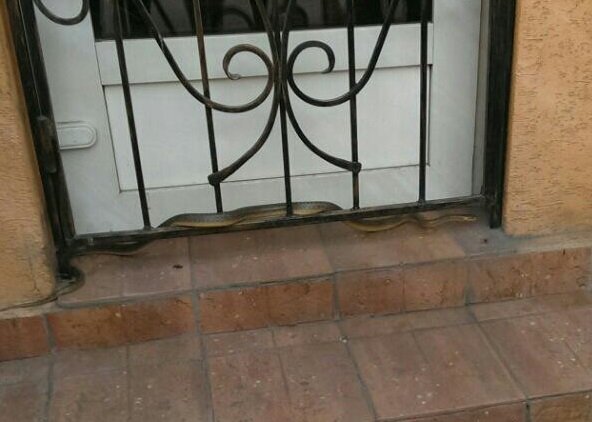 У центрі Ужгорода велика змія налякала перехожих – 06