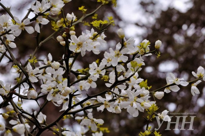 В Ужгороді розквітли дикі лимони – 01