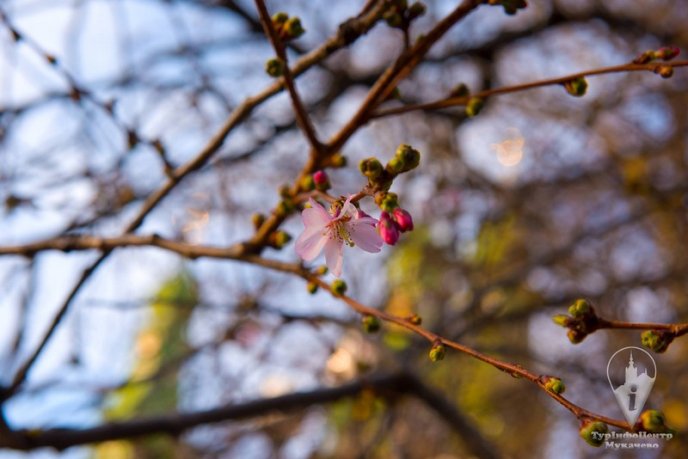 У Мукачеві квітне "скажена" сакура: чарівні фото – 06