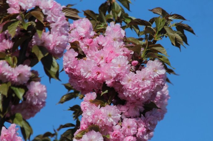 Неймовірна краса: у Мукачеві квітне найдовша алея сакур на Закарпатті – 07