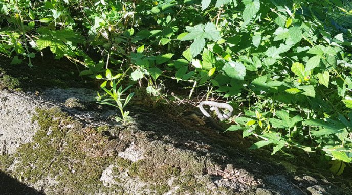 В Ужгороді на набережну виповзли вужі – 02