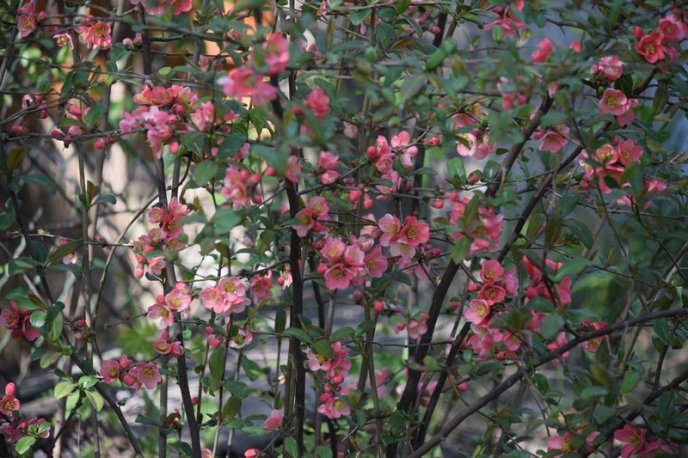 Вишні, магнолії, сакури: із кожним днем в Ужгороді квітне дедалі більше дерев – 16