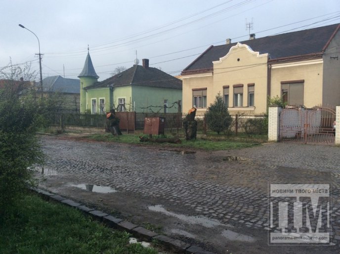 На вулиці Толстого у Мукачеві комунальники знищили дерева сакури (ФОТО) – 01