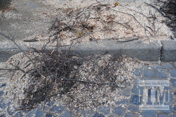 У Мукачеві на вулиці Берегівській спиляли дерево (ФОТО) – 02
