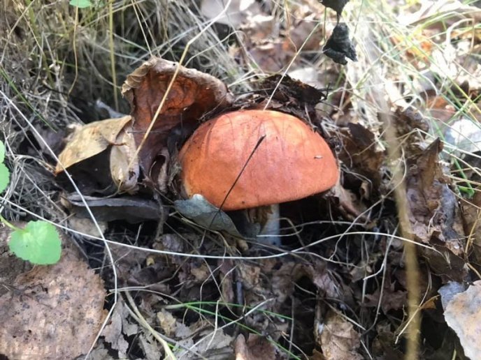 У лісах Закарпаття збирають щедрий грибний урожай – 04