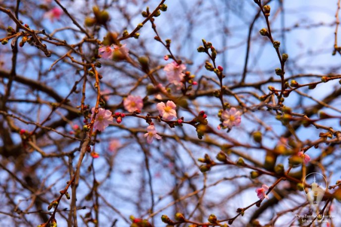 У Мукачеві квітне "скажена" сакура: чарівні фото – 02