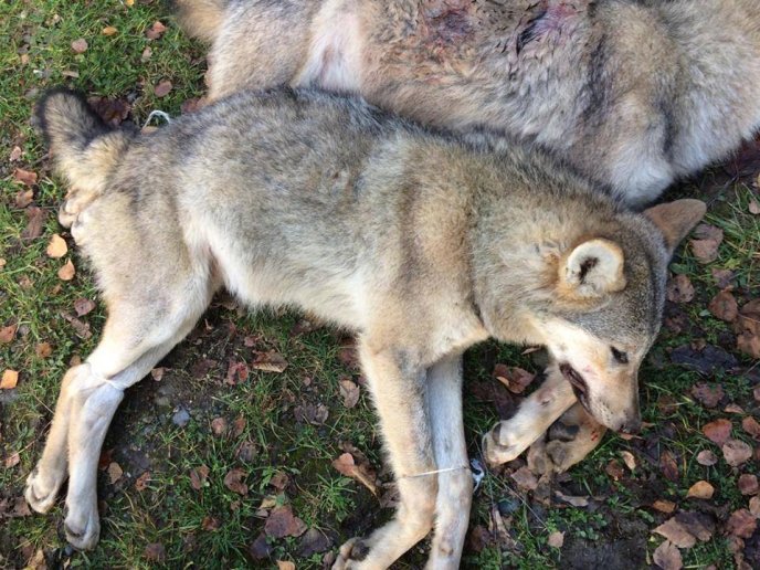 На Хустщині застрелено двох вовків, які тримали в страху курортне село – 02 На Хустщині застрелено двох вовків, які тримали в страху курортне село – 02