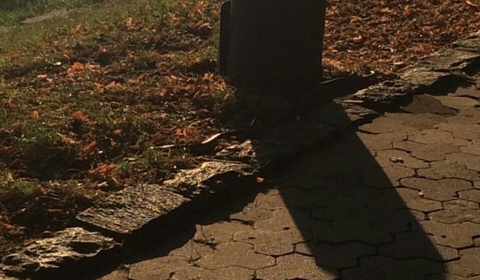 В Ужгороді невідомий сміливець зловив голими руками змію – 01