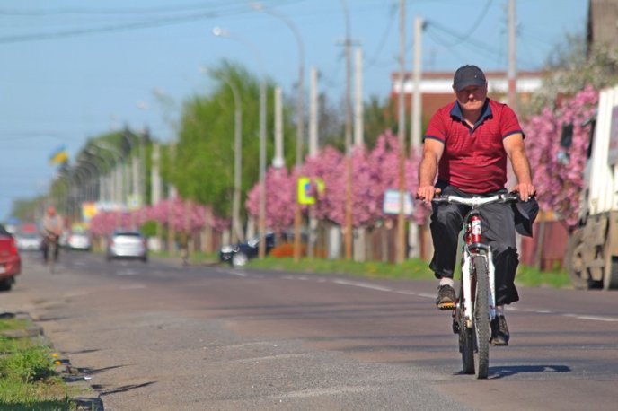 Неймовірна краса: у Мукачеві квітне найдовша алея сакур на Закарпатті – 12