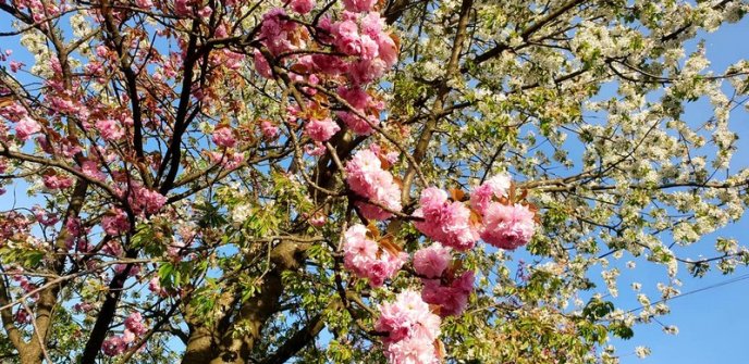 Мукачево потопає у рожевому цвіті сакур – 08