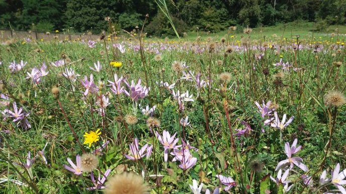 В Ужанському національному парку, що на Закарпатті, рясно зацвіли пізньоцвіти – 02