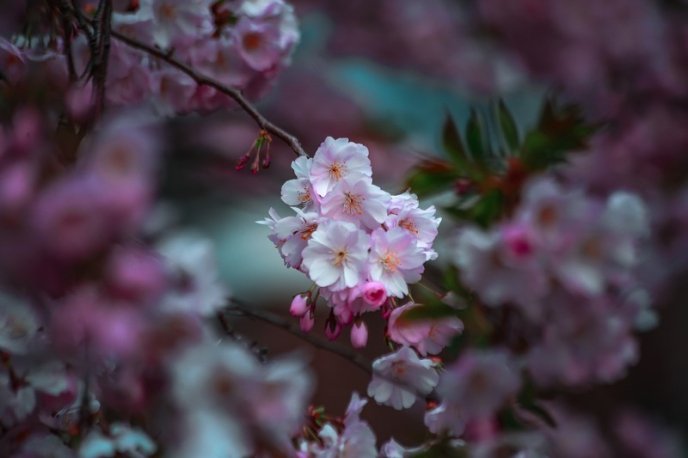 На одній із вулиць Мукачева вже розквітли сакури – 04 На одній із вулиць Мукачева вже розквітли сакури – 04