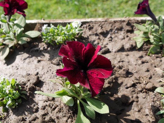 В Ужгороді почали створювати квіткову композицію у формі герба міста – 01