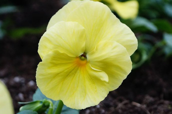 У центрі Мукачева комунальники висадили морозостійкі квіти – 05