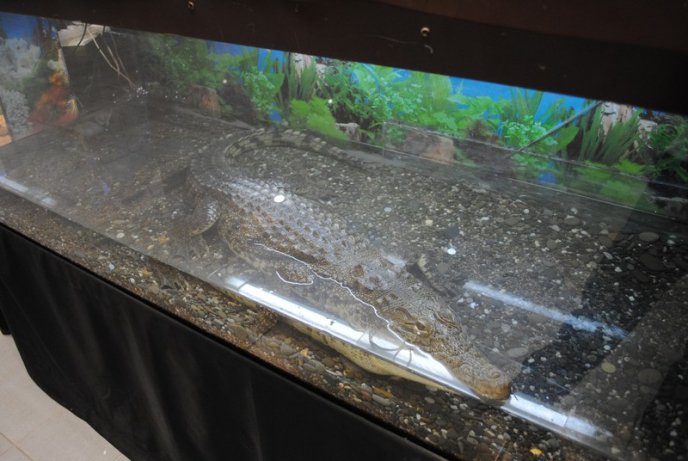 У Мукачеві відкрили виставку риб (ФОТОРЕПОРТАЖ) – 02