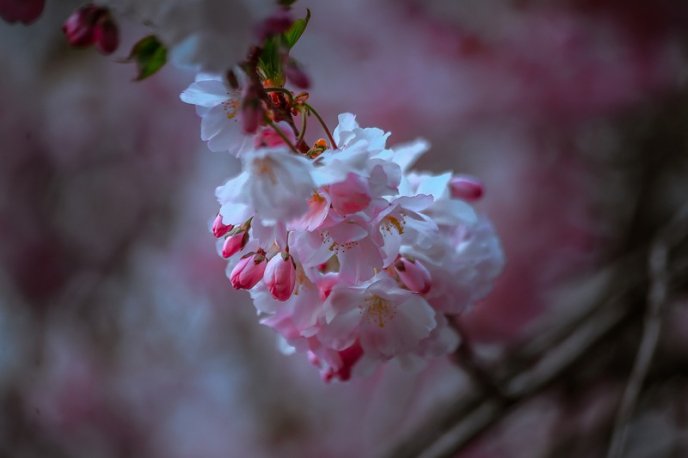 На одній із вулиць Мукачева вже розквітли сакури – 06 На одній із вулиць Мукачева вже розквітли сакури – 06