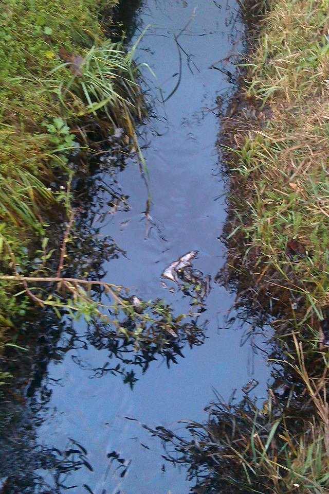 У Ракошині стічні канави наповнені нафтою (ФОТО) – 01