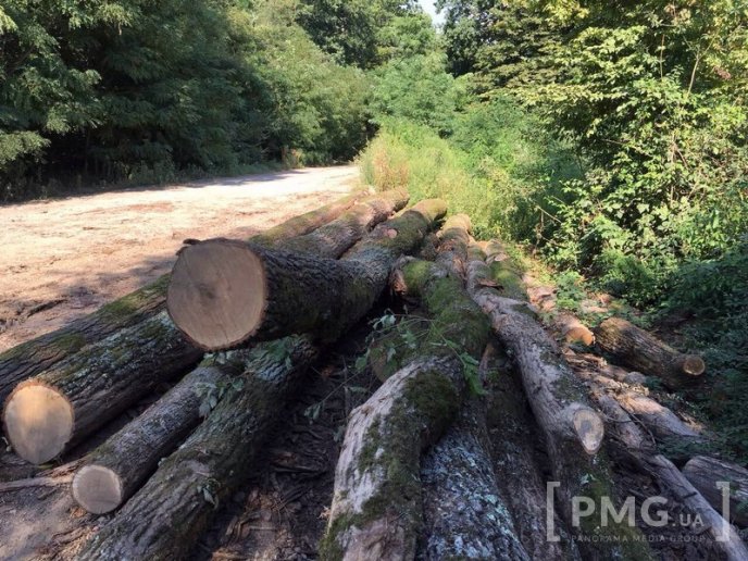 Чергову вирубку лісу виявили у мікрорайоні "Шипка", що у Мукачеві – 04