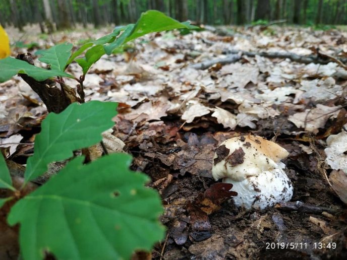 Грибний сезон: закарпатці в соцмережах діляться фотографіями із тихого полювання – 04