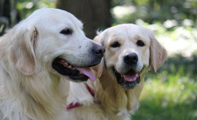 В Ужгороді проходить виставка собак "Зірка Закарпаття" – 08