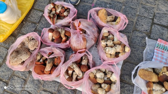 Користувачі соцмереж діляться фотографіями гігантських грибів – 01