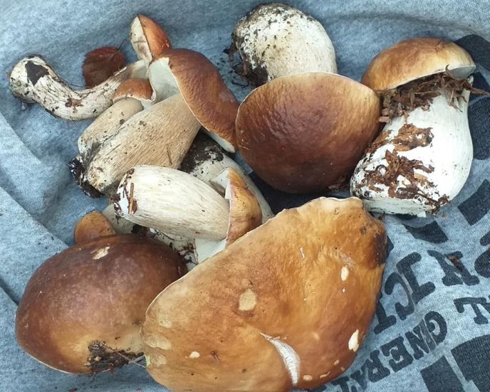 У лісах Закарпаття збирають щедрий грибний урожай – 08