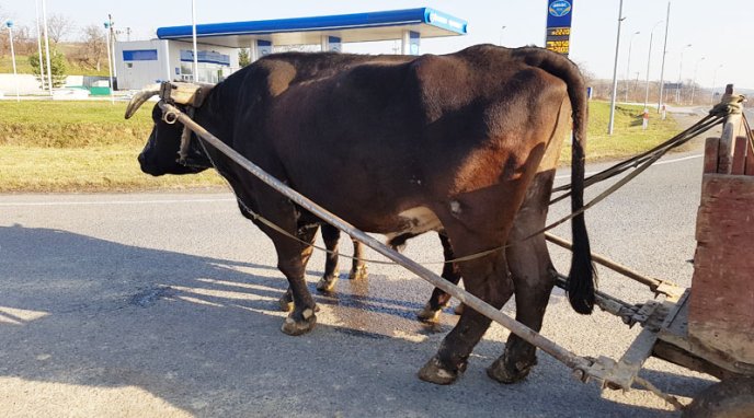 Господар із Ужгородщини утримує рідкісних для Закарпаття волів, які знімались у фільмі – 01
