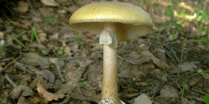 Закарпатець отруївся грибами – 03