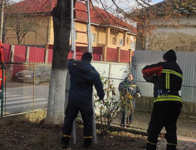 В Ужгороді рятувальники зняли з дерева кота, який просидів там 2 дні і не міг злізти – 02