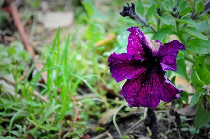 На площах Ужгорода висадили 1500 кущів хризантем – 16