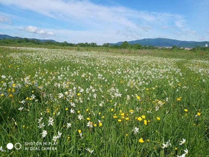 На Закарпатті почали масово квітнути нарциси: як виглядає знаменита Долина – 05