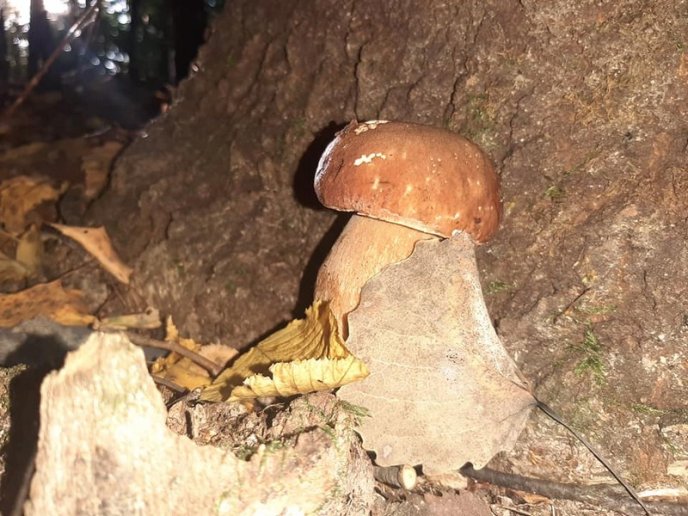 Грибний бум на Закарпатті: де зараз збирають найбільше грибів – 17