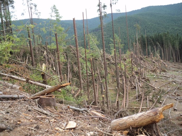 Лісівники показали жахливі наслідки буревію на Тячівщині – 01