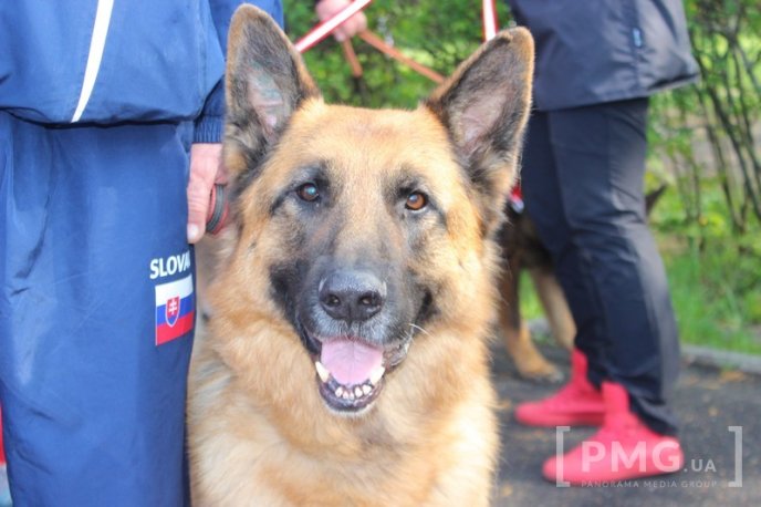 Збірна Франції перемогла на чемпіонаті світу зі слідової роботи службових собак – 21