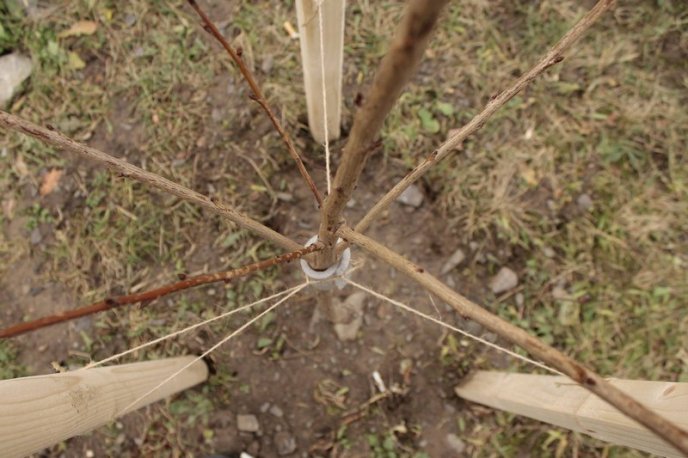 На одній із вулиць Мукачева висадили 37 сакур – 03