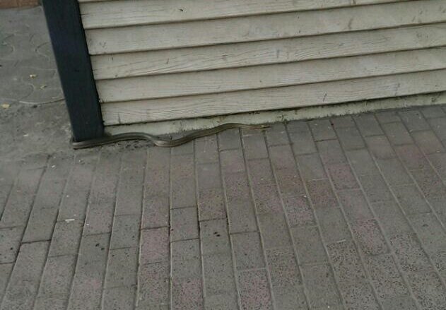 У центрі Ужгорода велика змія налякала перехожих – 01