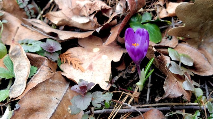 На Закарпатті розквітли весняні квіти  – 04