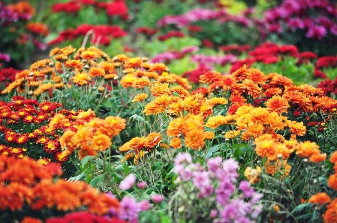 На площах Ужгорода висадили 1500 кущів хризантем – 02