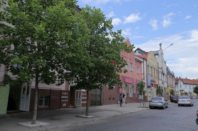 Тюльпанові дерева вже квітнуть у Мукачеві – 07