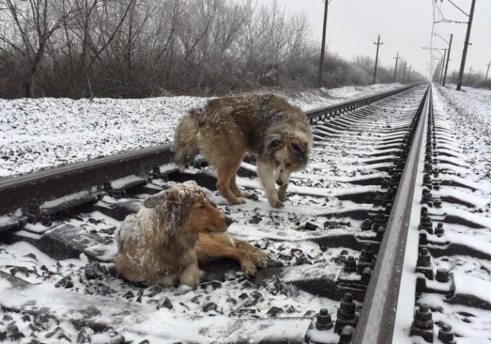 Неймовірно зворушливо: на Ужгородщині пес прикривав собою поранену "подругу" від поїздів – 01