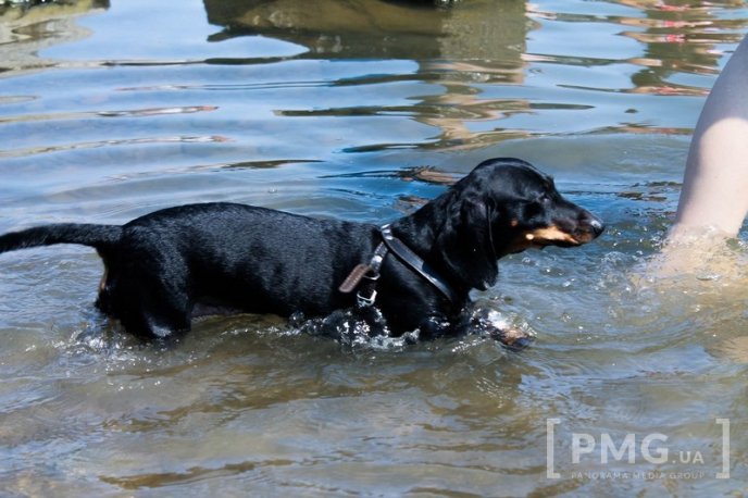 Рятуючись від спеки, мукачівці окупували Латорицю – 12