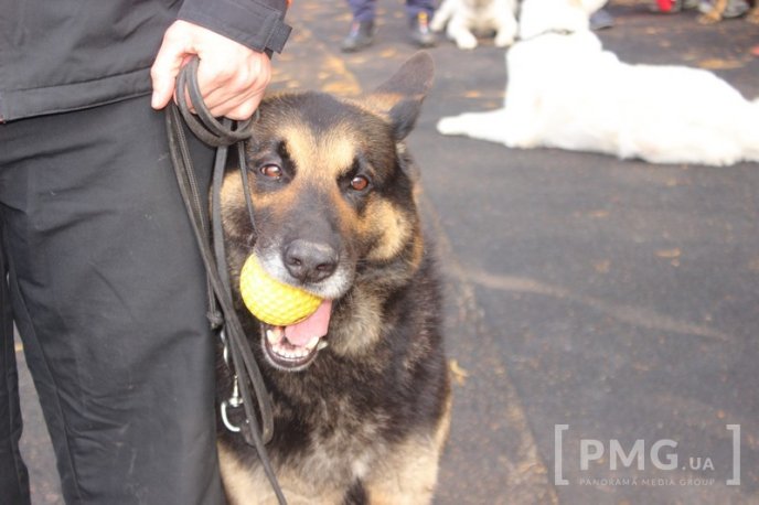 Збірна Франції перемогла на чемпіонаті світу зі слідової роботи службових собак – 22