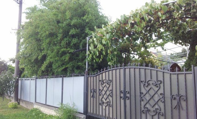 На Закарпатті блогер знайшов двір, у якому вирощують бамбук – 02