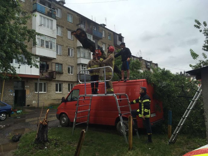 Минулої ночі потужний вітер повалив дерева: постраждало авто – 03
